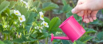 f3249c6a4a296b4df77e46dce6c248da