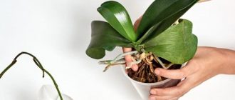 250c8b3155c9fdca30faa96078a7fc7c