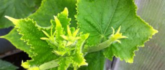 7bee4282c34cd92639b253076429d13f