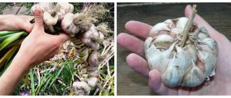 Коли викопувати часник