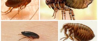 Як вивести бліх у приватному будинку народними засобами