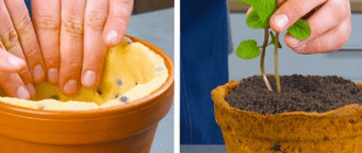 musovyy tort Kvitka v horschyku