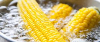 skilky varyty kukurudzu v kachanah 2