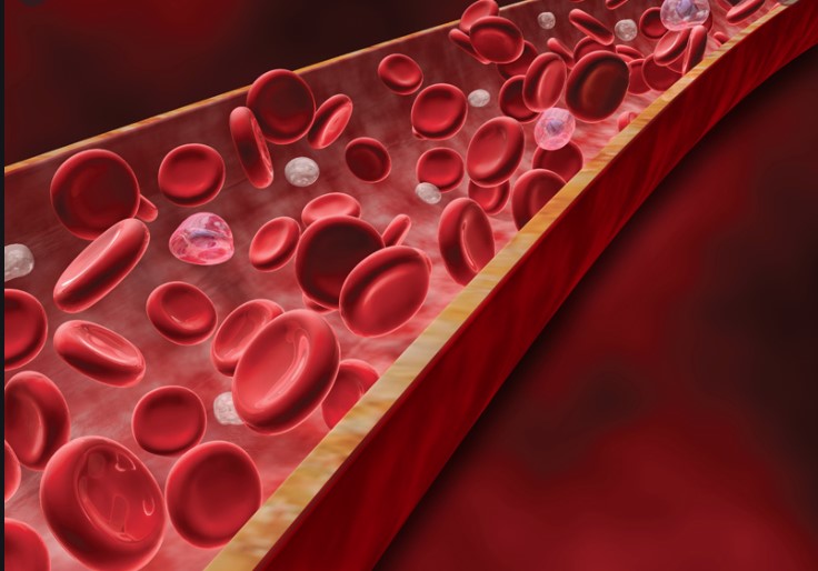 Густа кров небезпечна! Які корисні продукти допомагають розріджувати кров?