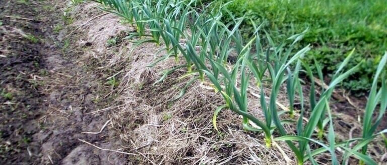 Як доглядати за часником в липні, що потрібно робити? 8 b7b1fee3d3deb082d47f050aadd79581