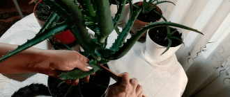 3963dceb127511d8fffdd151a9aac822