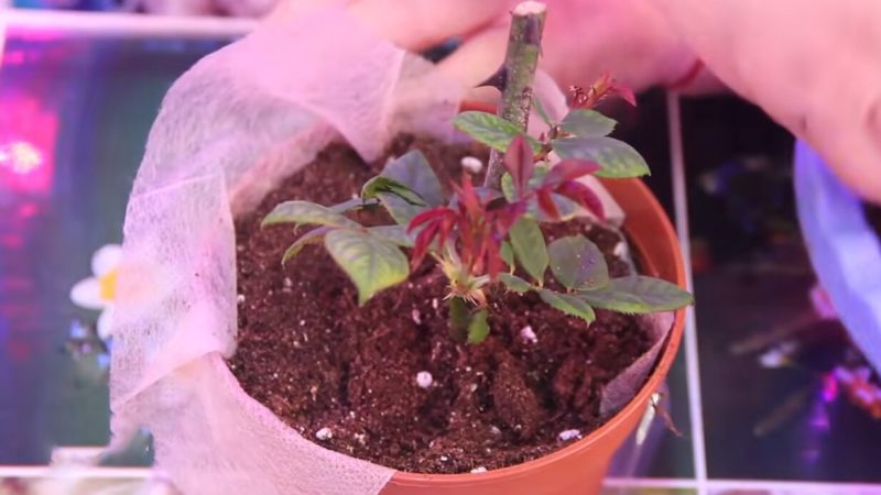 2ffec51b6ce260c0912af9b832823163