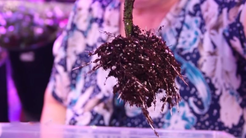 66b744cab7ec7e70e19f8cc311dcedab