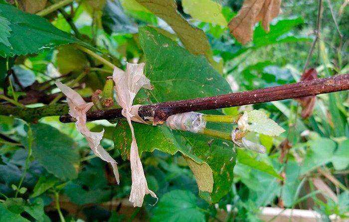 781c2cae27cdf78540e59b8c218e6a23