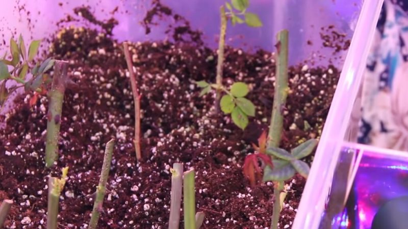 89a8ce6b9cdc82ee0d11657fa195a0b2