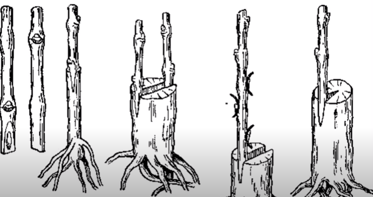 949ed787ca5a497a81555629153793db