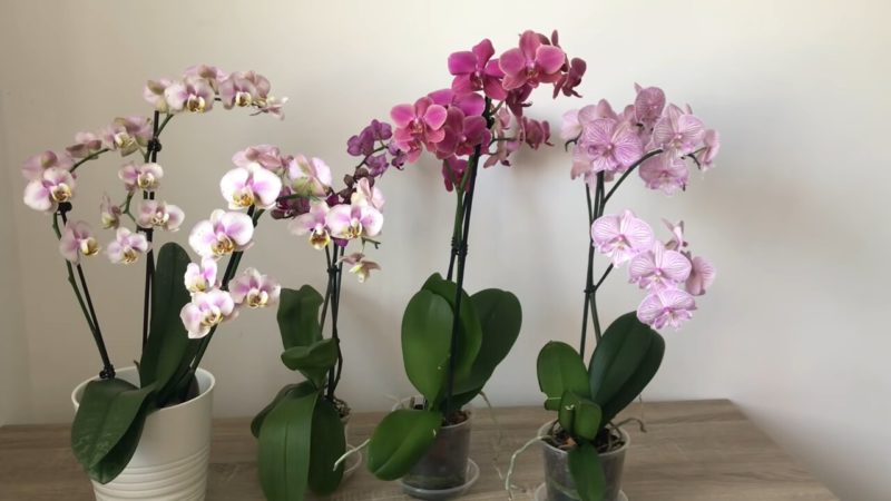 a13bdf3650e0a020170a09c136d357cc