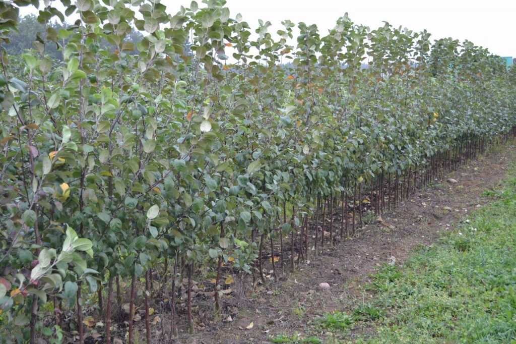 ce58422cac57fa2d86b78407cddef178