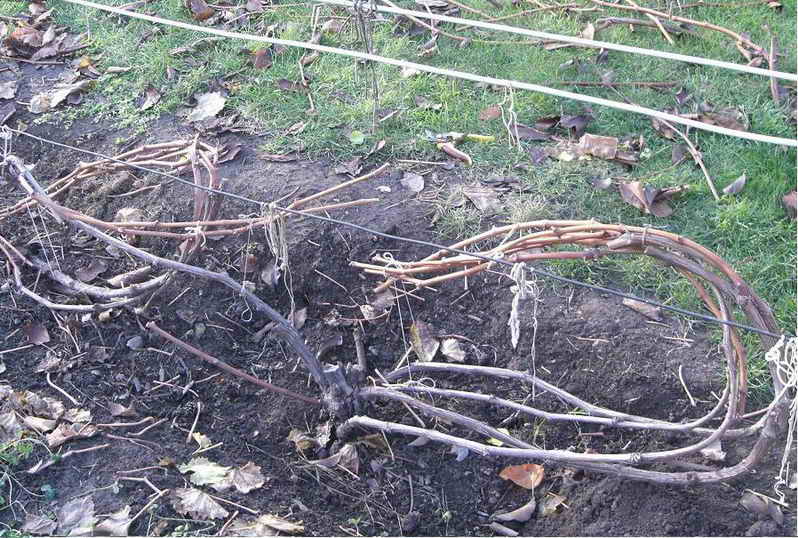 ced5818919eb725b82578a37b2352d1c