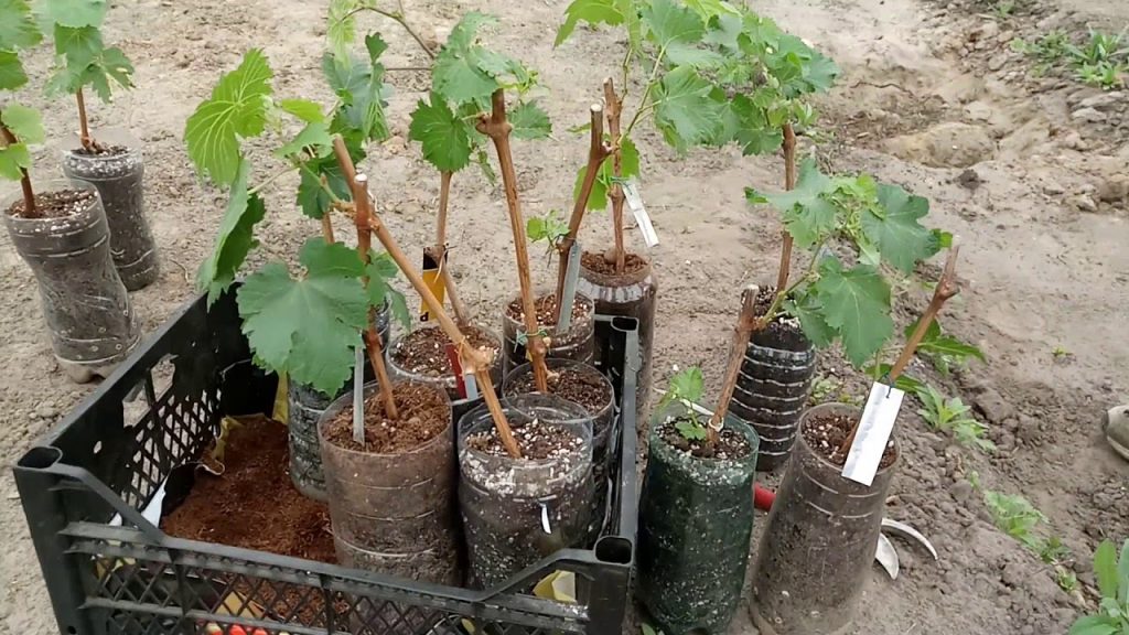 Як правильно посадити виноград осінню 51 dabeed6ae5cda5d22433709938714347