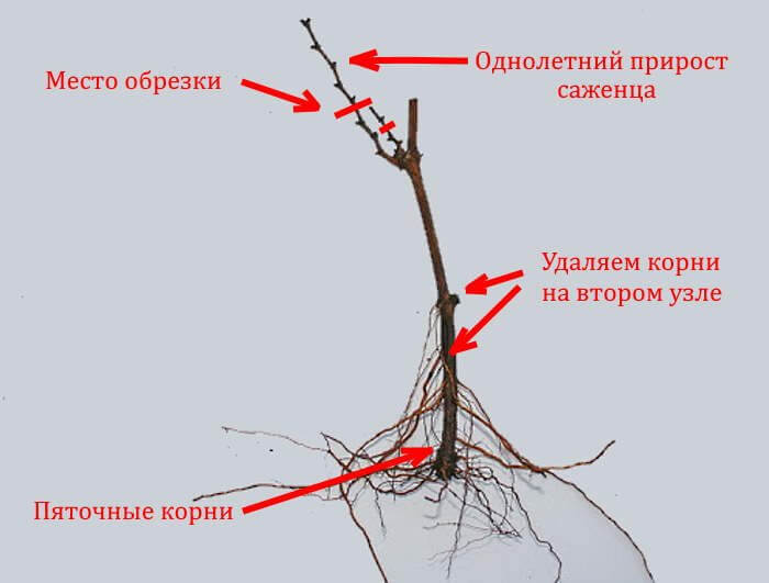 Як правильно посадити виноград осінню 48 f26f7cd20677bdb02274ad5efc14bc33