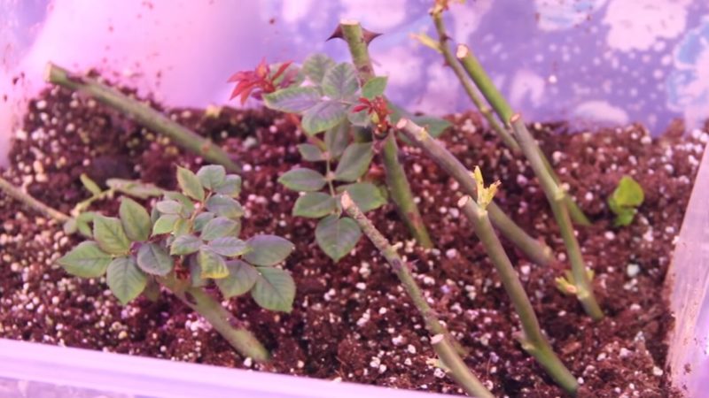 f5f0e0fb3f402dcaedaba6e3f6d267d0