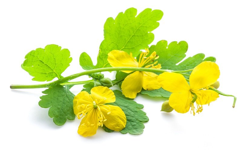 c26ba1d2440b809274a5dcb6750dcd24