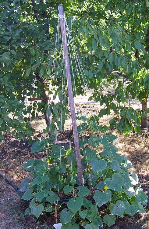 27f25a40203ef5321f094d1c6cbd2274