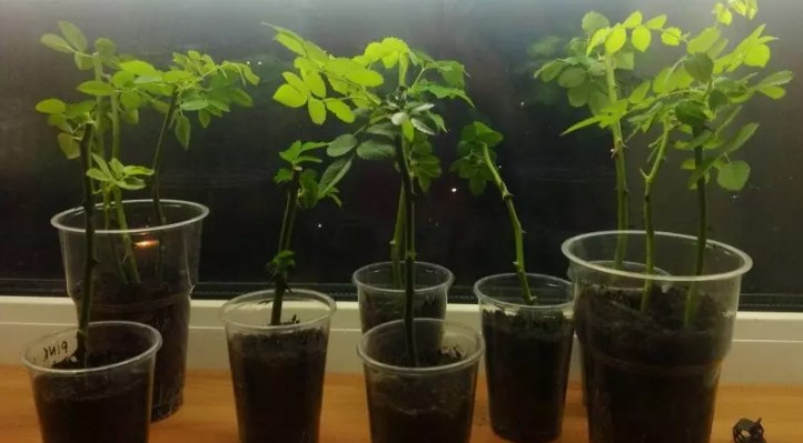 37668c506d0cc5f34e10a086b001b1a5