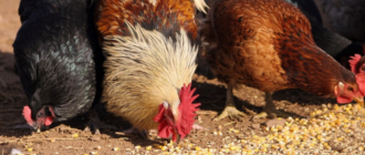 3e45ee6d2a2c32e2630573886ea9cbef