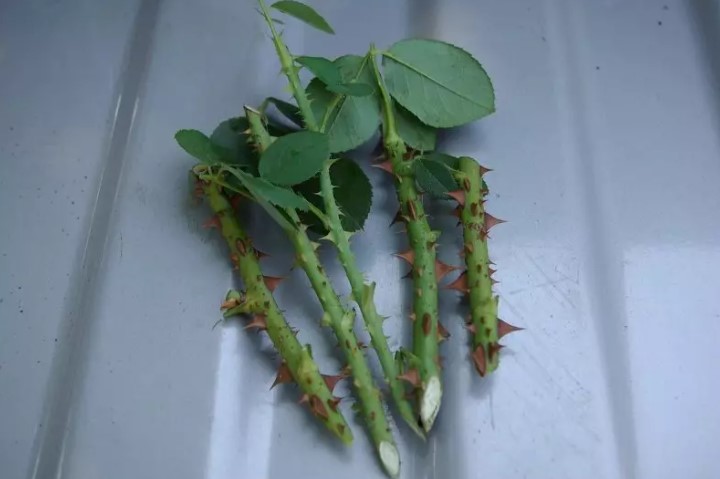 3e71fbcad775dc9cf8b9173f0af9385f