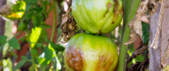 4bb39f04781eeb6be549ad890032da32