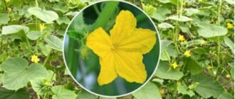 56c37d2670065370977c9bdf6838d177