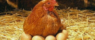 66c174aff42da2a5dafda18c826d14f0