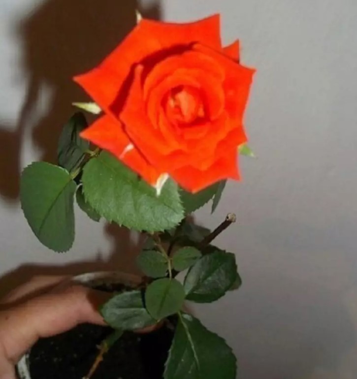 7df75bdf3502db40da5ffd26bbba0851