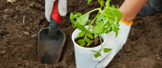 98a526d534d45601f2f8fd9d00e366dc