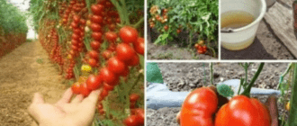 a641d0e82d248c81cfc6a0a26129f6ef