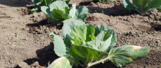 b069c8630cf40853bcac0509ded10ed1