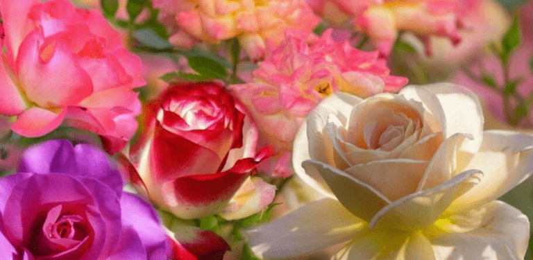 c56166c8e8bb68cbddb3e960384ee532