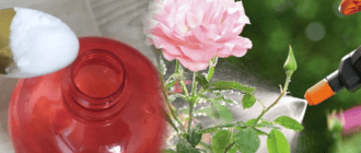 c81869f8de461f46b02af40a0f29a162