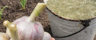 collageeditor.com 1773062435054