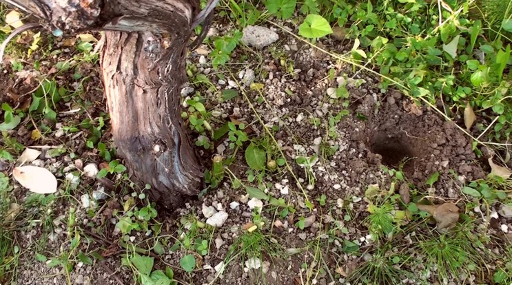 Підживлення винограду - секрет майбутнього врожаю 16 d4b0c89b5ff16d08a039b39b7d37dd47
