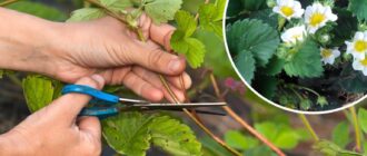 як правильно обрізати вусики у полуниці