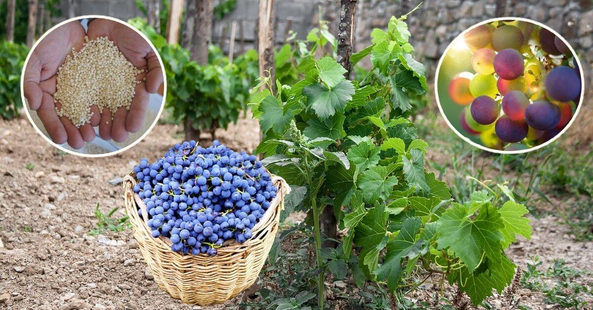 Чим підживити виноград, щоб грона була велика та солодка - рецепт