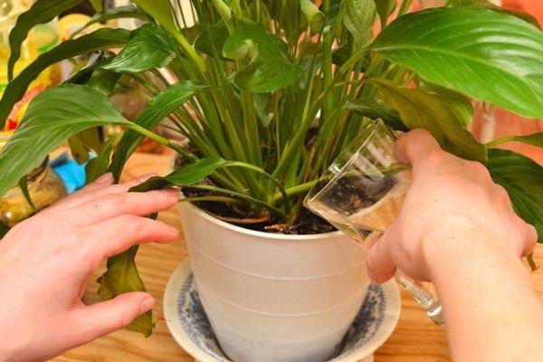 88feec4cc0e4b16f7bb3a73e50b7b7aa