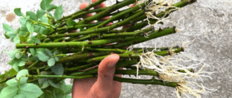 a5029a78e305d4ae441f059f41c5d763