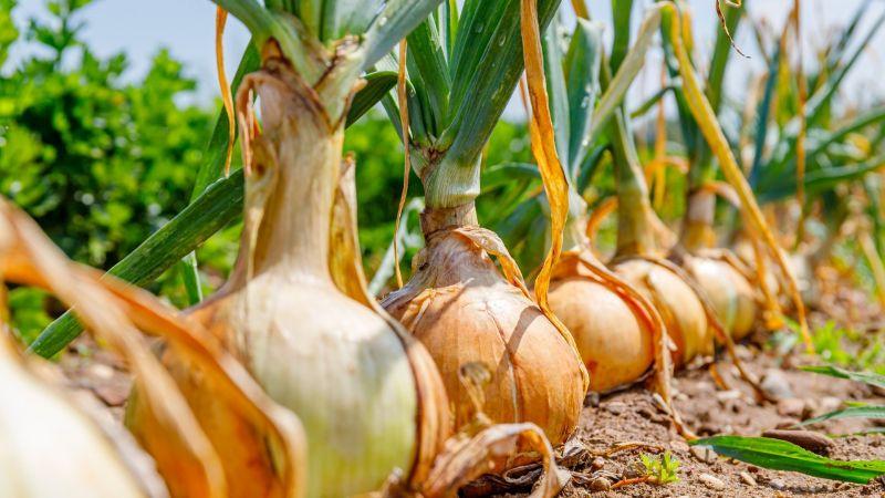 Три головні секрети, щоб цибуля виросла розміром з апельсин