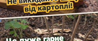 collageeditor.com 1773222755741