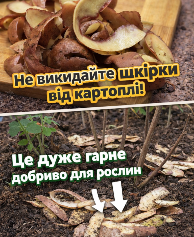 collageeditor.com 1773222755741