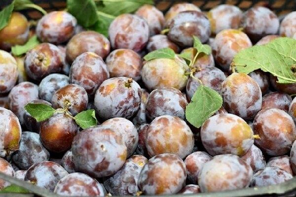 a65cf409ce0cfbd1159474e93b457006