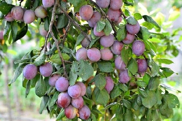 d34007d37b41483c0b44fd638938eb72