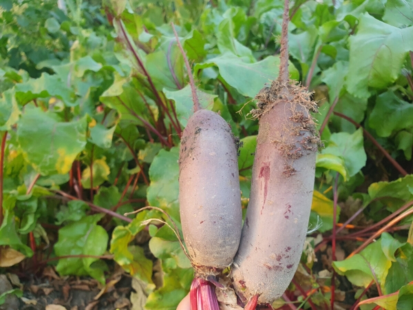 d7020f53f52a7dfcbd4a85c256c72799