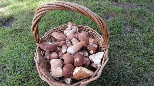 bdcfd52bf9bb458d5b797c954b986ba0