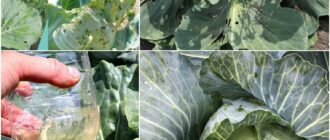 514021112 744171314798828 3941427924604530518 n