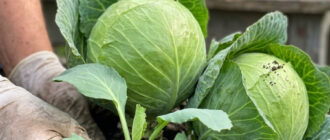 fb chym krasche pidzhyvyty kapustu 5 korysnyh porad schob vyrostyty harnu ta zdorovu kapustu 53499